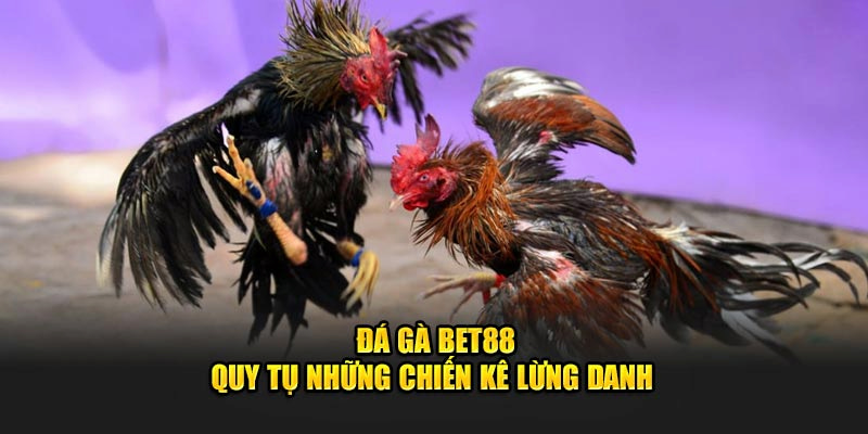 Cách thức tham gia cá cược đá gà tại nhà cái rất đơn giản