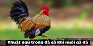 Những thuật ngữ cơ bản dành cho tân thủ mới tham gia BET88