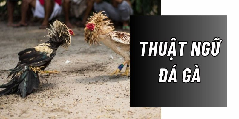 Thuật ngữ “quần sương” trong đá gà là gì?