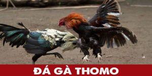 Giới thiệu sơ lược về sảnh đá gà Thomo tại BET88