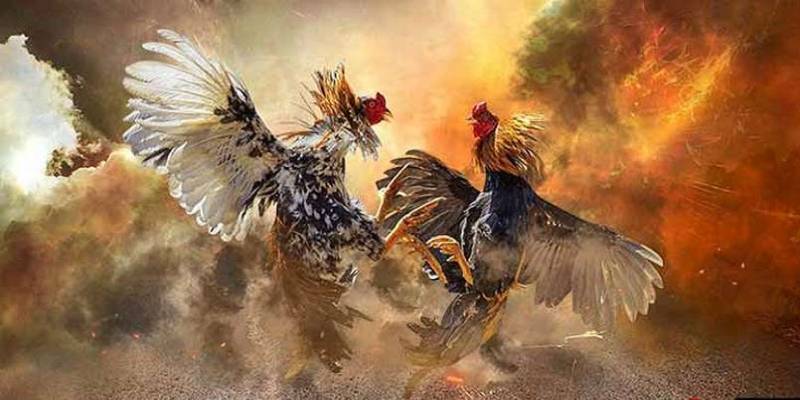 Các thể loại đá gà được ưa chuộng nhất tại sảnh game